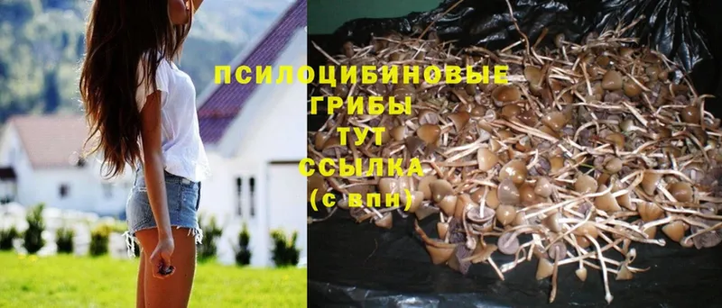 Псилоцибиновые грибы Psilocybe  кракен ССЫЛКА  Новошахтинск 